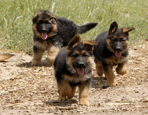 irish dogs for sale